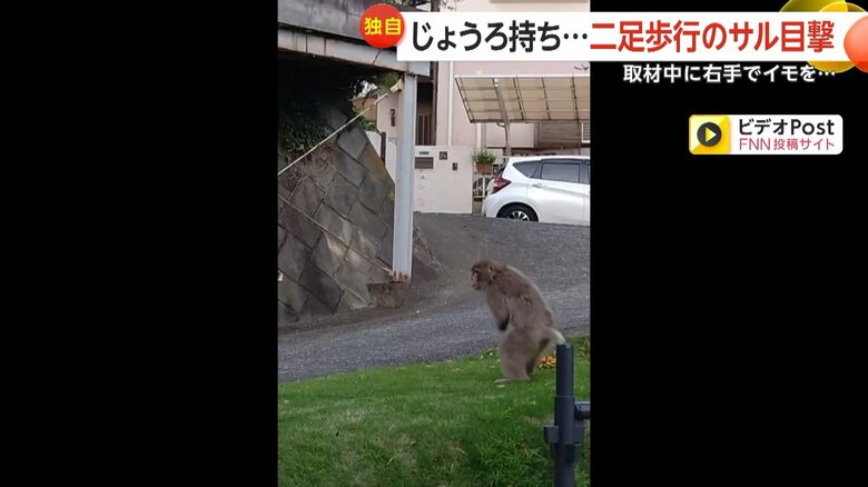 左手のないサルが芝生でロープを使って遊ぶ様子⑥