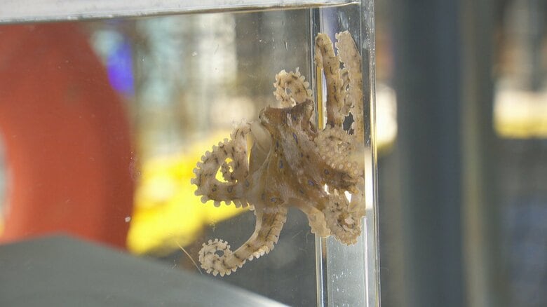 ヒョウモンダコ（魚津水族館）