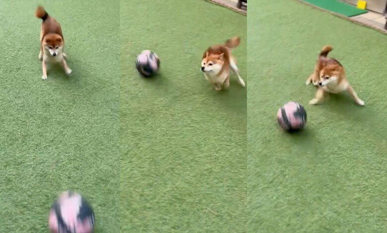 サッカーボールだと避けてしまう（提供：Nerushibaさん）