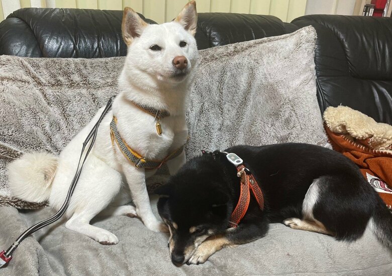 提供：柴犬のくぅとそらさん