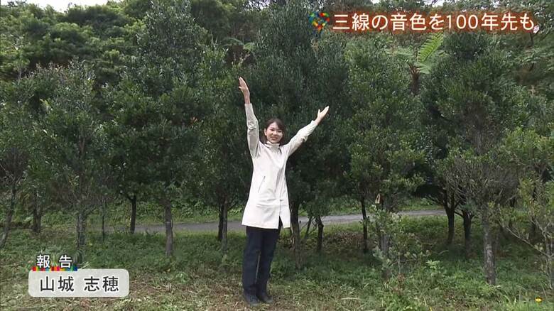 約10年以上かけて成長したくるちの木