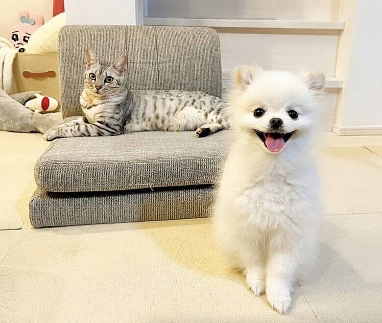 左：一緒に暮らしているうにちゃん（メス・2歳）右：こめたくん（提供：ちまき&こめた＆うにさん）