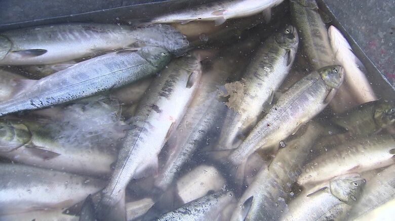 漁獲量増加に期待