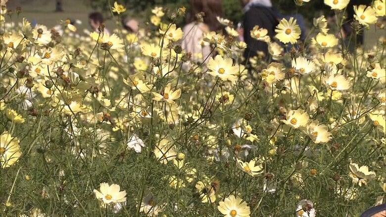 昭和記念公園のコスモス　2015年11月撮影