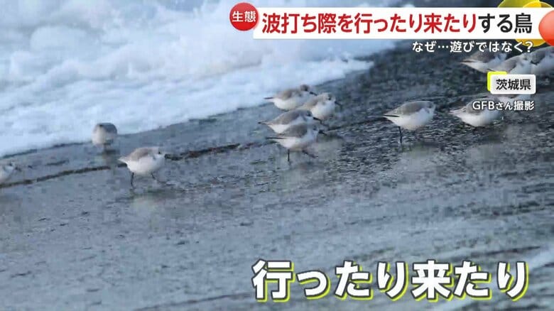 波が押し寄せると逃げるように走り出し、波が引くと全力で追いかけていた鳥の群