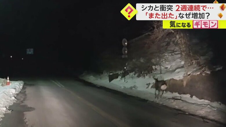 【ドライブレコーダー画像】シカと車の“衝突事故”の一部始終⑫