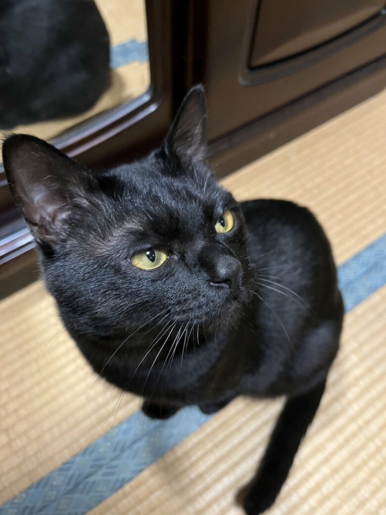 キリッ（提供：サラミさん）