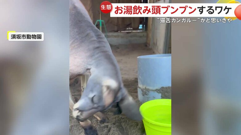 耳をかくエイトくん