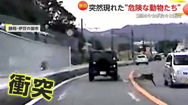 シカ2頭が次々と車にぶつかる瞬間（10日、静岡・伊豆の国市）⑦