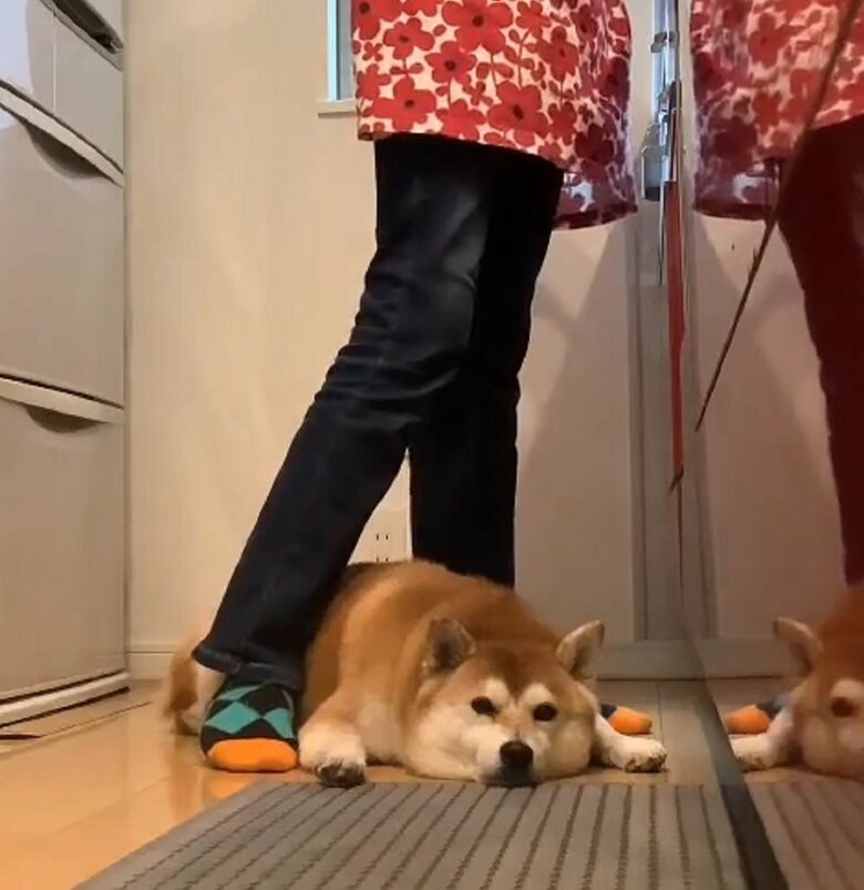 キッチンに居座ることも…