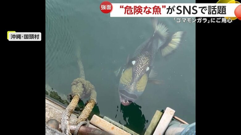 「ゴマモンガラ」と呼ばれるフグの仲間