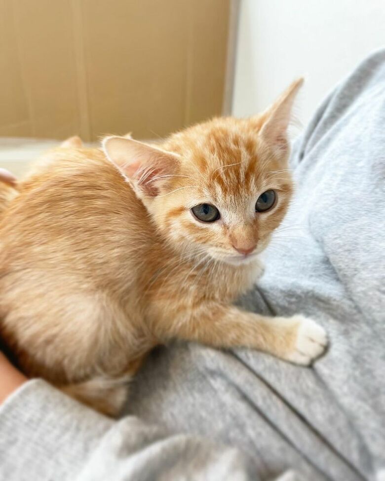 ミルクちゃん（提供：oimo & yuzukiさん）