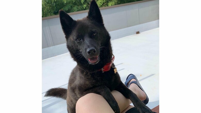 おやつをねだる