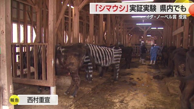 黒毛のウシの中にシマウマ…ではなく、シマシマのウシ！