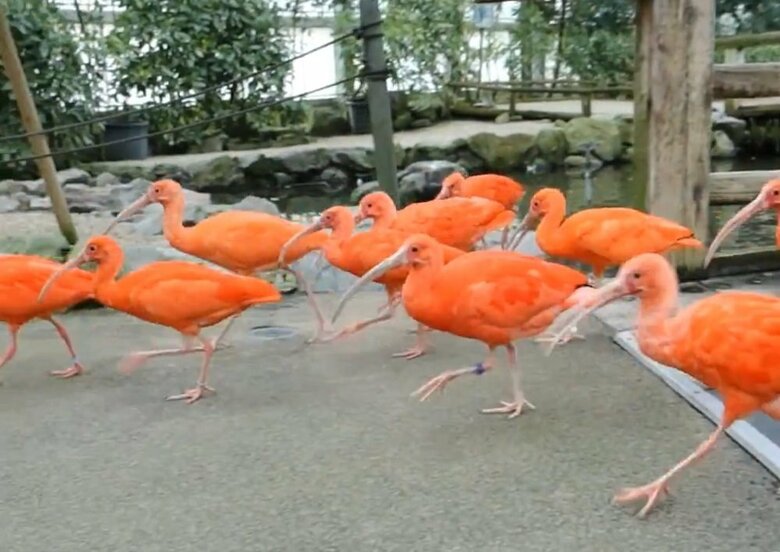 今後も優しく接することで他のショウジョウトキもくつろぐかも？（提供：松江フォーゲルパーク）