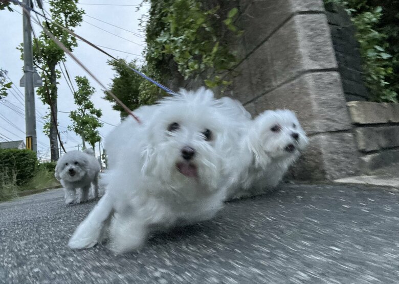 （画像：飼い主さん提供）