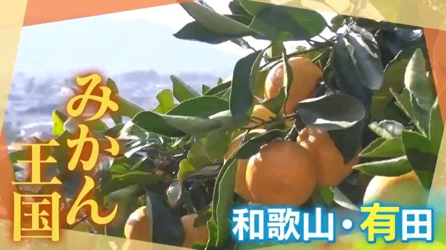 有田市はみかん王国