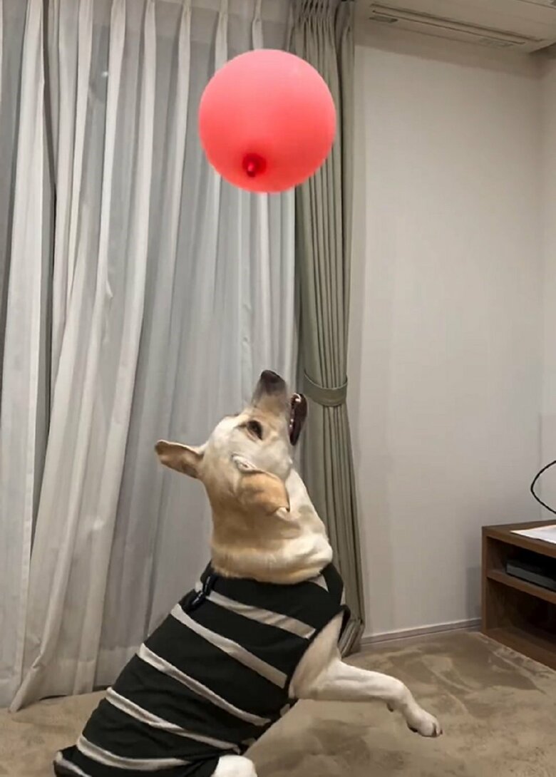 風船遊びが好き