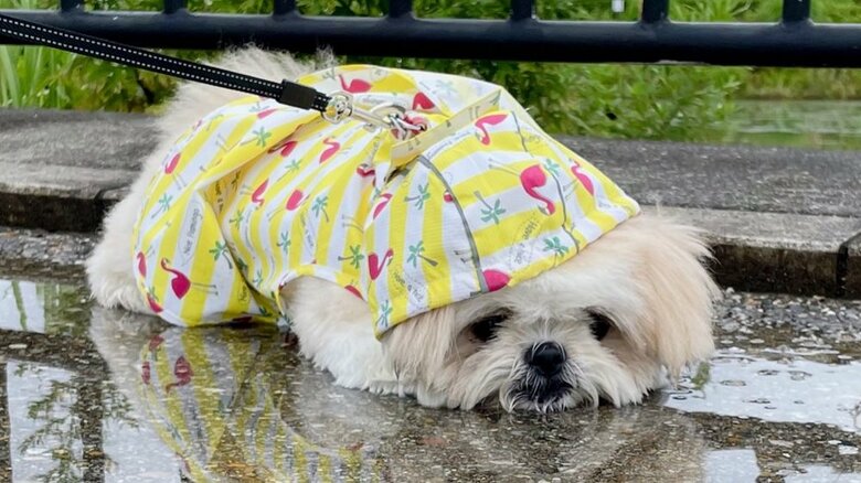 水たまりに伏せてしまったというみかんちゃん