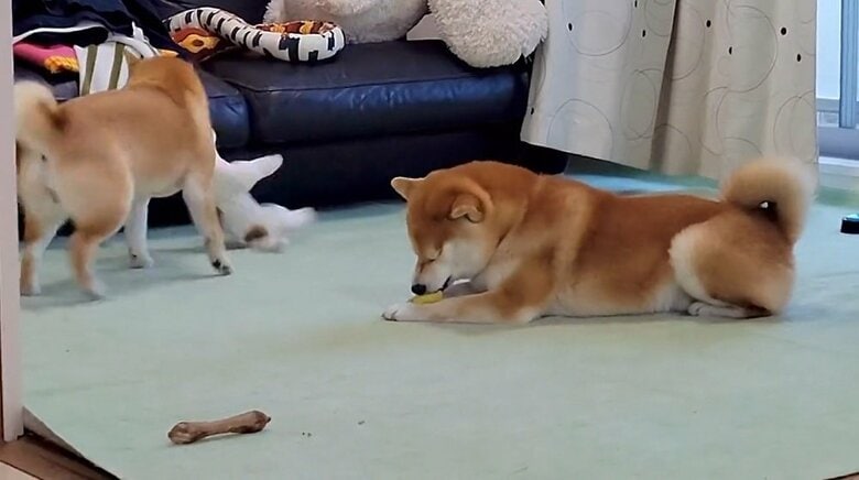 それでもわらびちゃんの回転は止まらない