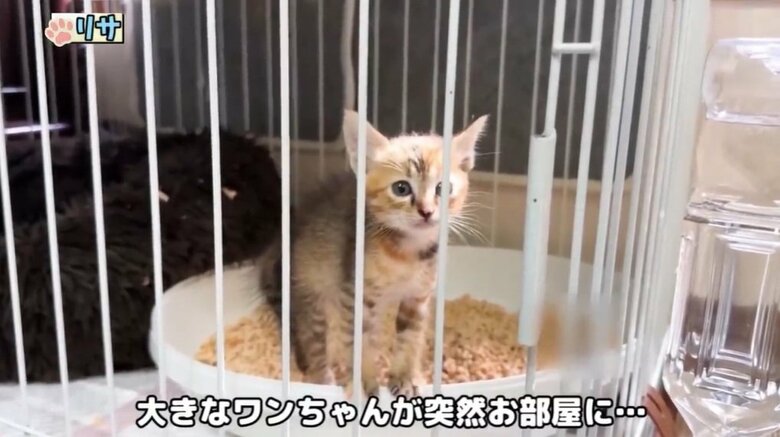 “新入り”の「リサ」ちゃん