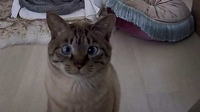 モネくんアップ