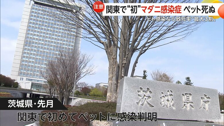関東で初めてのSFTS感染となった茨城県の飼いネコ