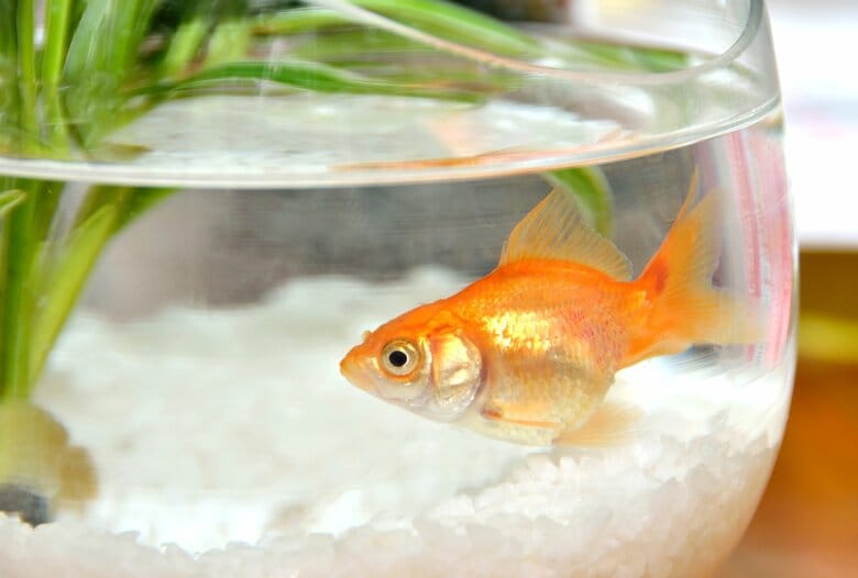 「金魚の集中力は9秒」という研究結果も（イメージ）