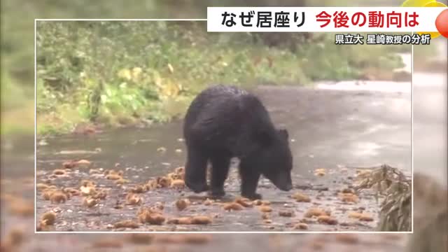クマは“隠れる場所”を探して住宅などに入ってしまうという（資料画像）
