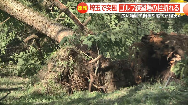 毛呂山町の高校のグラウンドでは巨大な木が倒れた