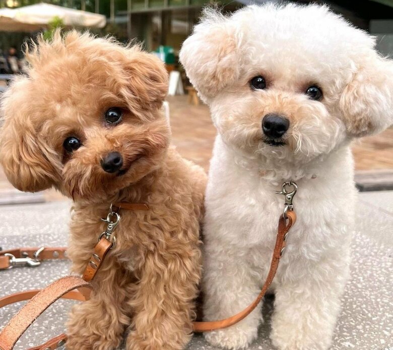 首をかしげるモカちゃん