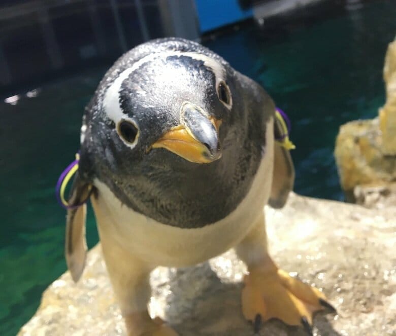 正面を見るジェンツーペンギン（提供：長崎ペンギン水族館）