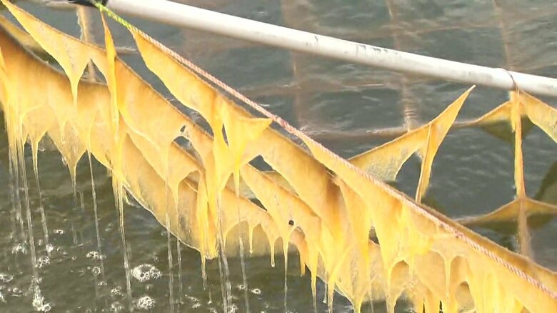 ”色落ち”した有明海の養殖ノリ