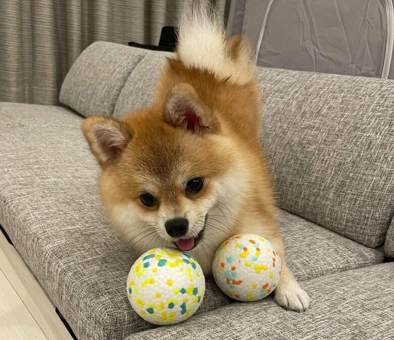 新しいおもちゃをゲット