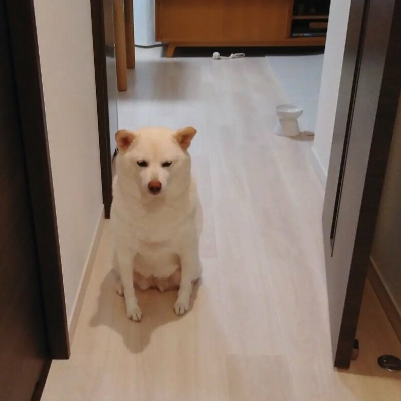 提供： kinako_kinakoさん