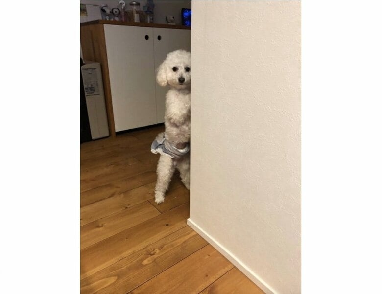 粗相をして怒られて様子を伺う（提供：もんたろうだじょさん）
