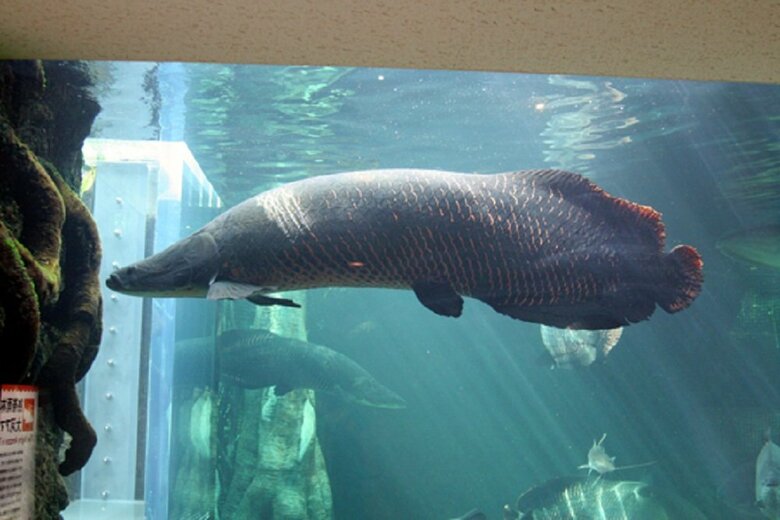 悠々と水槽の中を泳いでいる（提供：栃木県なかがわ水遊園）