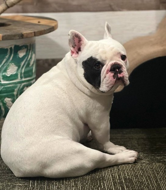 提供：こぶしさん