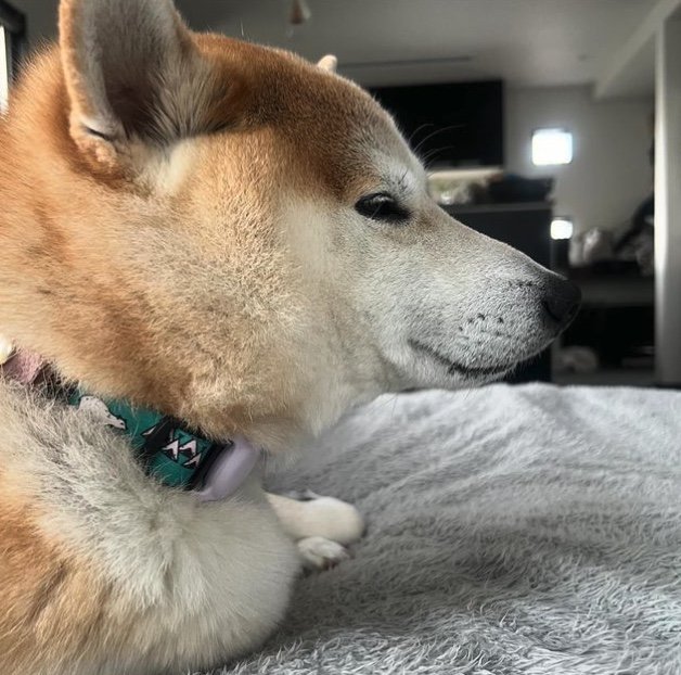 提供：柴犬 sasuke_紗助さん