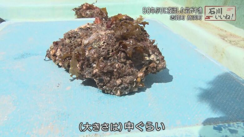 平野さんが採った岩ガキ