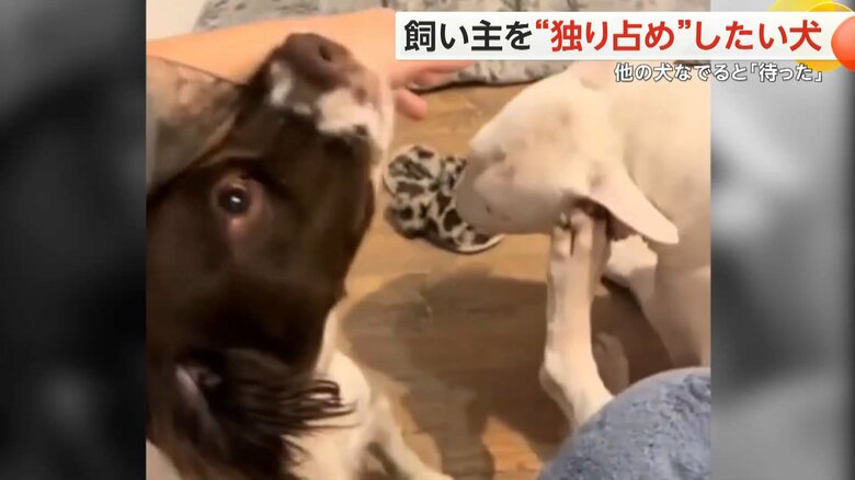 アストラちゃんの方を振り返るも、気にすることなく耳をかく白い犬