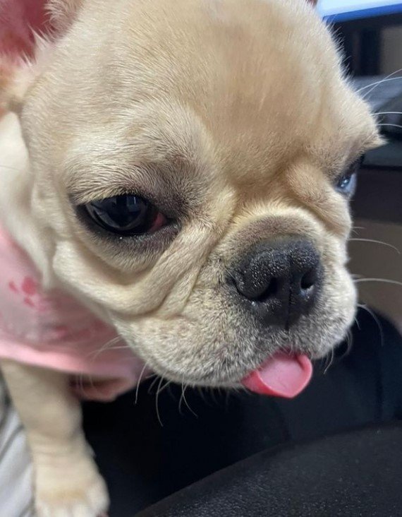 提供：みるくちゃん