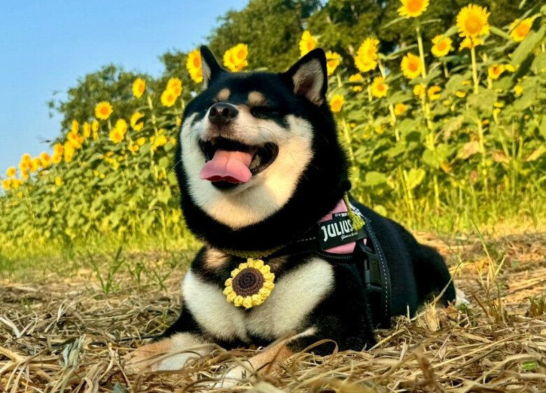 夏の思い出　ひまわり畑