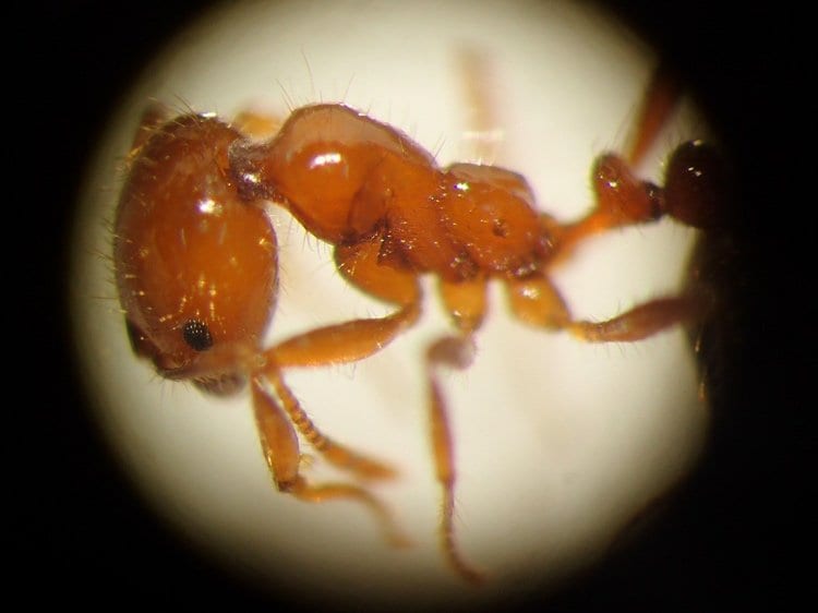 発見されたアカカミアリ（提供：環境省）