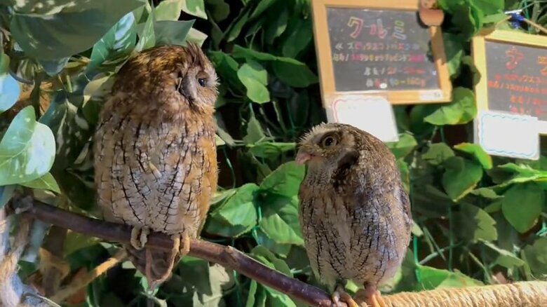 クルミちゃんに恋をしたナツくん