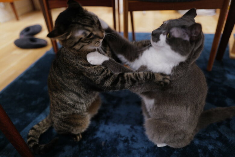 取っ組み合い？