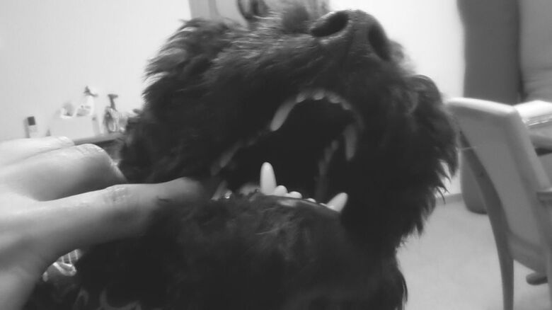 動物咬傷 患者の9割は「犬」