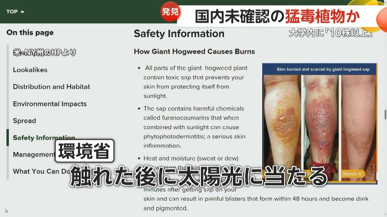 触れたあとに太陽光に当たると激しい炎症を引き起こすというジャイアント・ホグウィード
