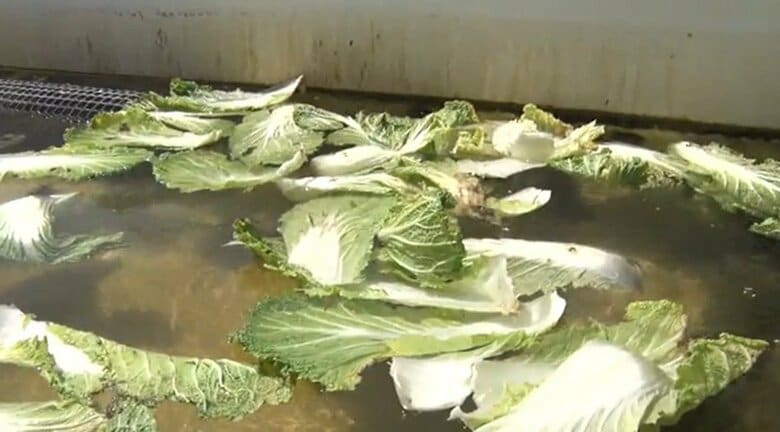 廃棄物の野菜をエサとして与えている