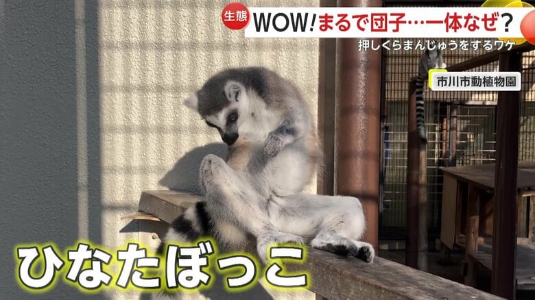 太陽が照った日にはひなたぼっこをするワオキツネザル（提供：市川市動植物園）